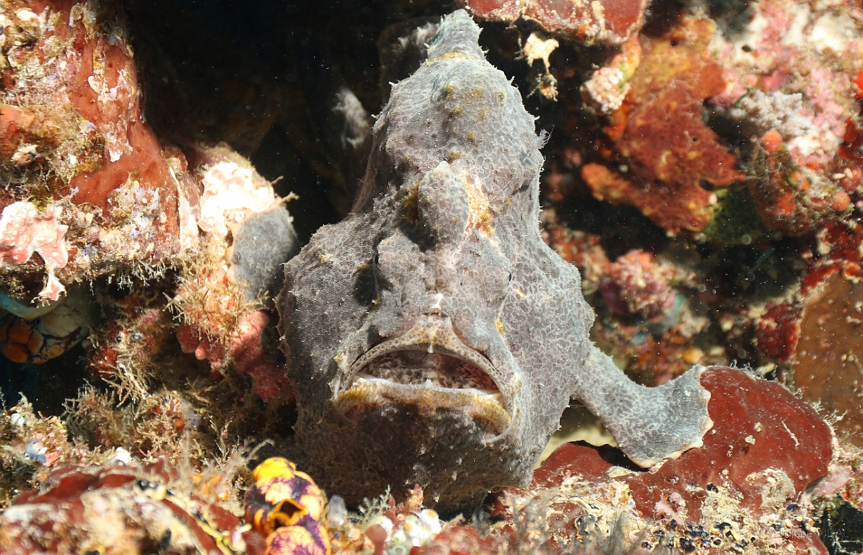 Sipadan_2015_Poisson grenouille_Antennaire geant_Antennarius commerson_IMG_2708_rc.jpg